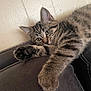 Princess joined the competition — help win amazing prizes! animal, cat, closeup, couch, cozy, cute, domestic_cat, feline, fur, indoor, kitten, paw, pet, relaxed, resting, sleepy, stretching, tabby, whiskers, young