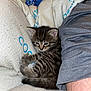 animal, arm, cat, cozy, cushion, cute, fabric, feline, fur, gray_shirt, indoor, kitten, person, pet, resting, sleepy, small, soft, striped, tabby