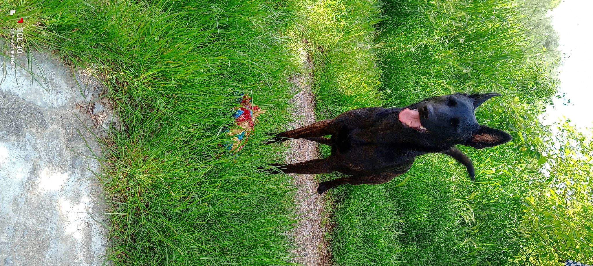 Tayga participe au concours pour gagner de l'argent avec cette photo : carnivore, collar, companion_dog, dog, dog_breed, grass, grassland, green, groundcover, guard_dog, herbaceous_plant, lawn, plant, shrub, sporting_group, tail, terrestrial_plant, tree, working_animal, working_dog