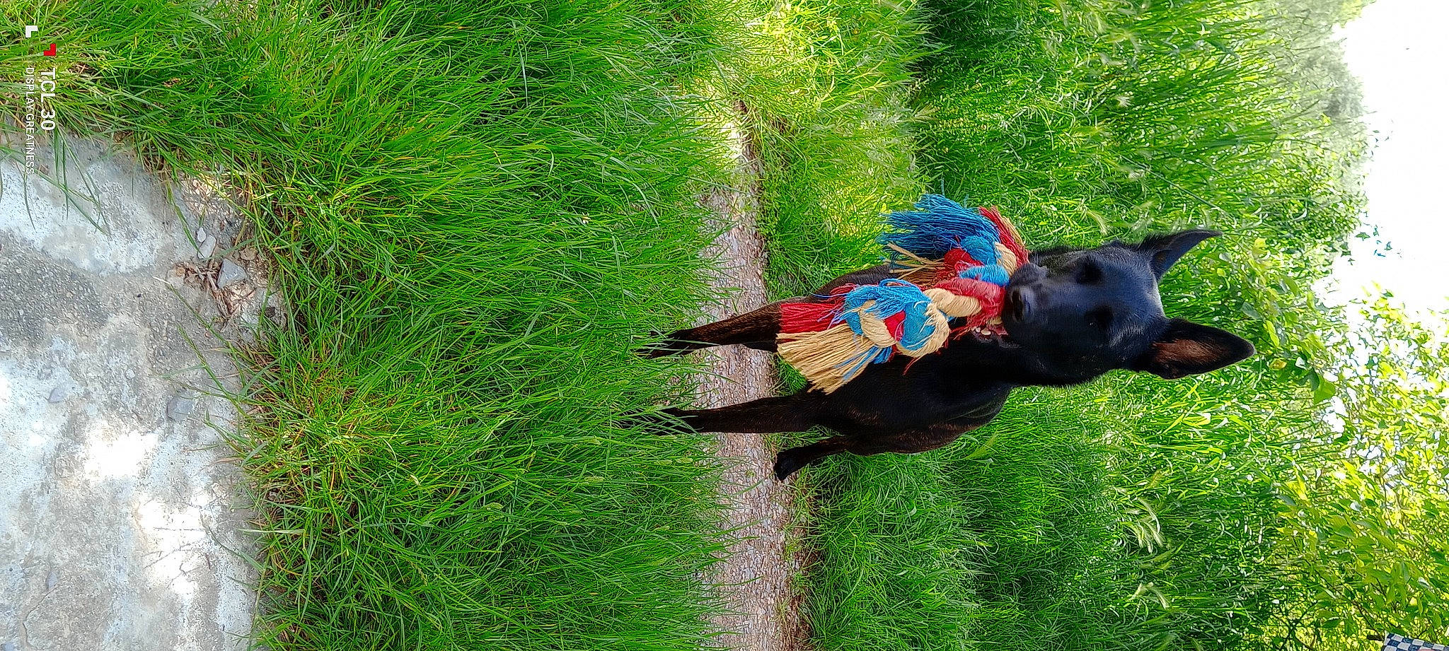 Tayga participe au concours pour gagner de l'argent avec cette photo : canidae, carnivore, dog, dog_breed, dog_supply, electric_blue, fawn, grass, grassland, groundcover, hat, liver, meadow, pasture, people_in_nature, plant, shrub, tail, terrestrial_plant, working_animal