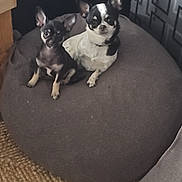Krystale a rejoint le concours — aidez-le/la à gagner de superbes lots ! dogs, chihuahuas, puppies, small_dogs, pet, sitting, chair, cushion, indoor, portrait, black_and_white, brown, short_hair, pointed_ears, collar, camera_facing, home, curtain, woven_rug, furniture