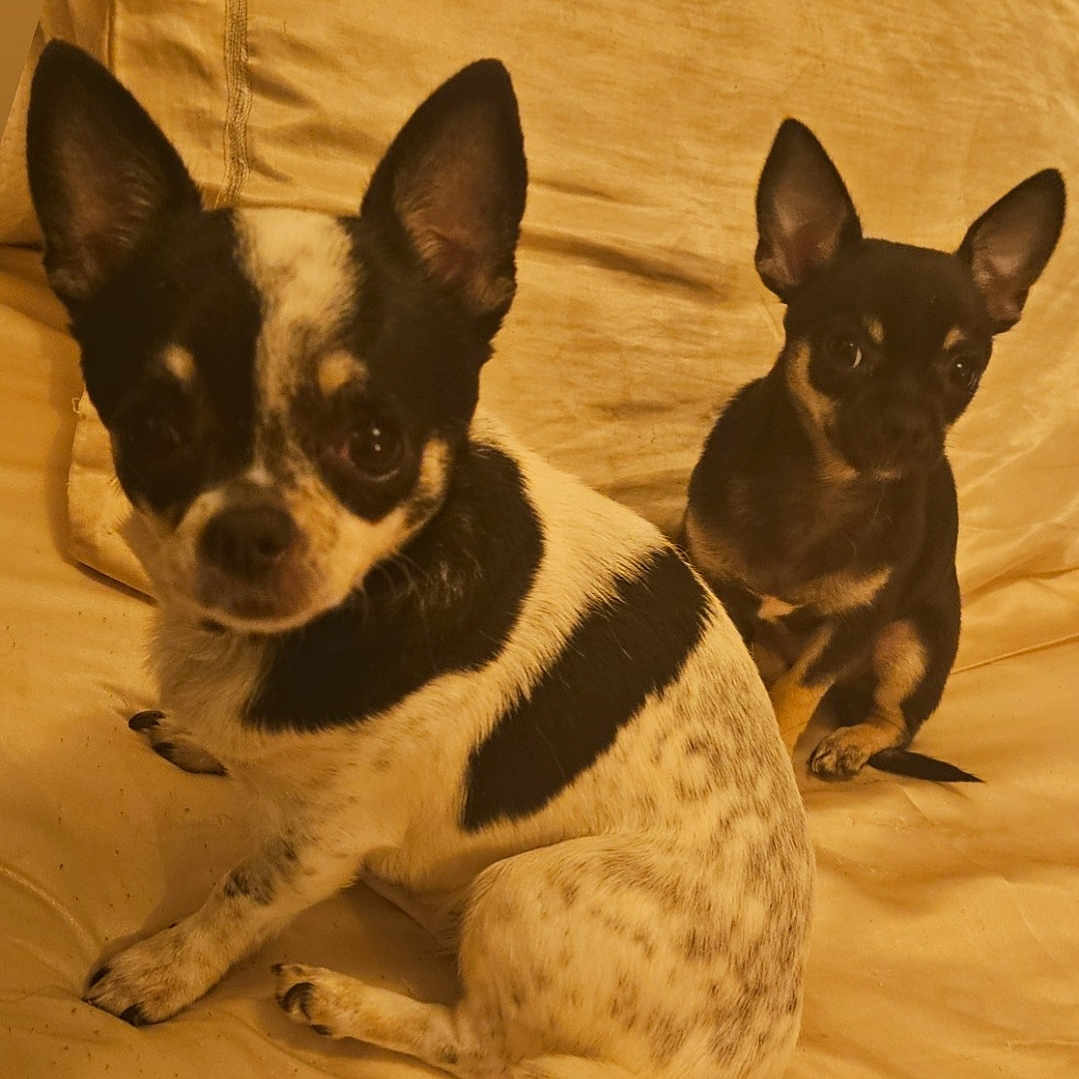 Krystale a rejoint le concours — aidez-le/la à gagner de superbes lots ! dog, dogs, puppy, small_breed, chihuahua, pointy_ears, black_and_white, brown_coat, sitting, bed, bedding, indoors, pet, animal, portrait, looking_at_camera, warm_lighting, cozy, rumpled_fabric, companions