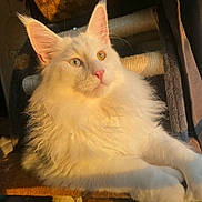 Yeti joined the competition — help win amazing prizes! cat, fluffy, white_cat, heterochromia, cat_tree, sunlight, indoor, pet, relaxed, feline, closeup, portrait, animal, whiskers, pink_nose, ears, paws, fur, cute, cozy