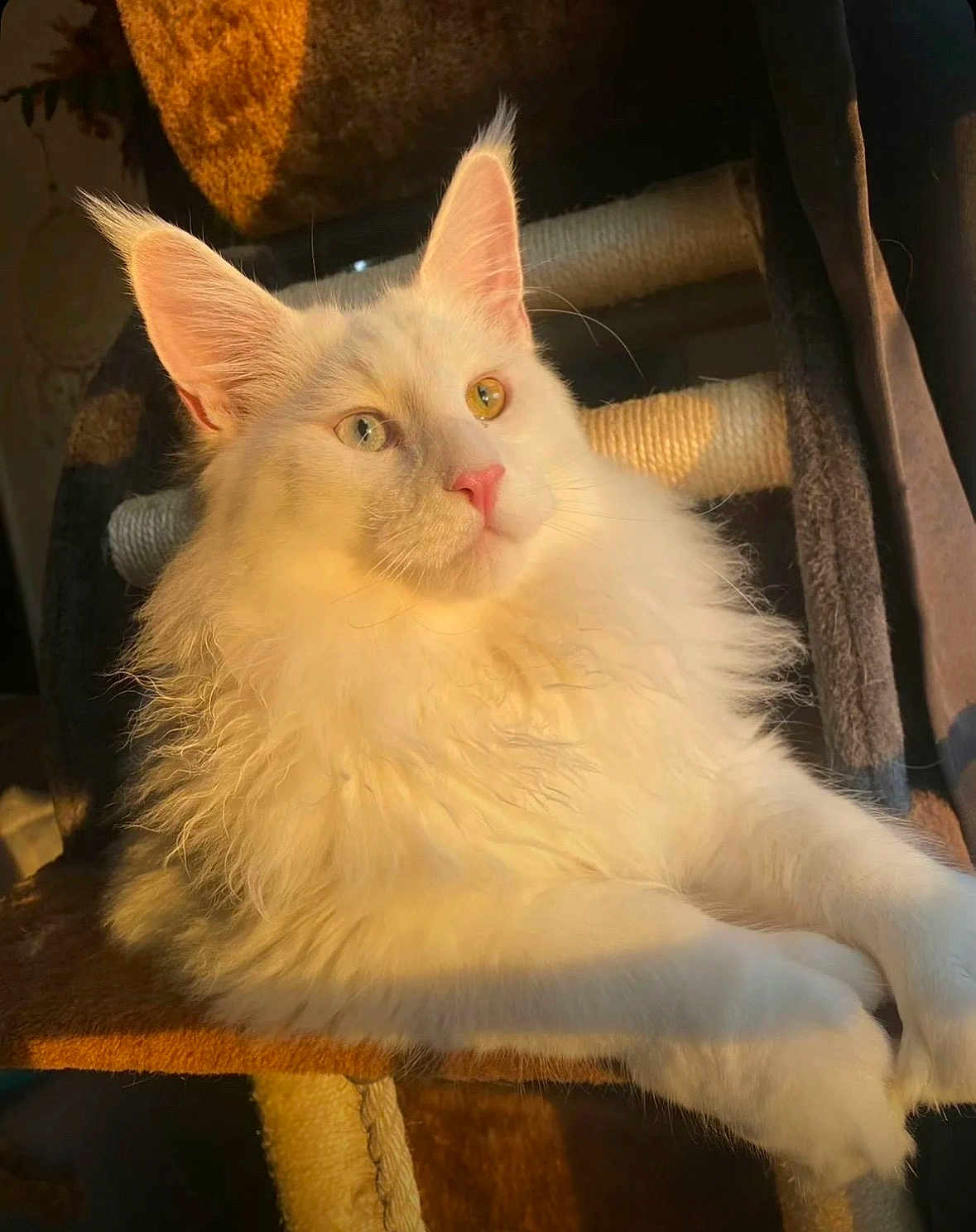 Yeti joined the competition — help win amazing prizes! cat, fluffy, white_cat, heterochromia, cat_tree, sunlight, indoor, pet, relaxed, feline, closeup, portrait, animal, whiskers, pink_nose, ears, paws, fur, cute, cozy