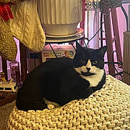 Mars is registered to the contest to win money with this photo: cat, tuxedo_cat, pet, indoor, knitted_pouf, cushion, potted_plant, plant, teddy_bear, stuffed_animal, window, blinds, rug, cozy, sitting, whiskers, black_and_white, home_decor, furniture, relaxed