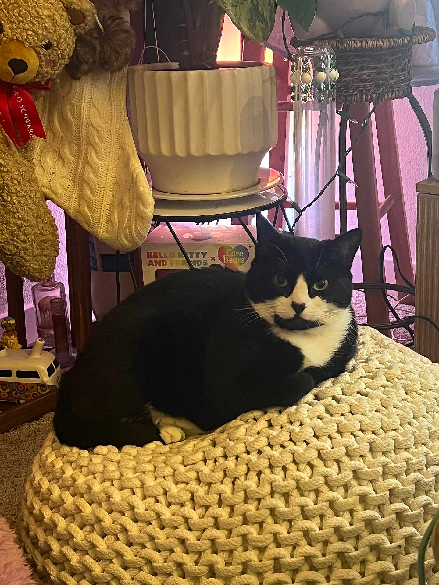 Mars is registered to the contest to win money with this photo: cat, tuxedo_cat, pet, indoor, knitted_pouf, cushion, potted_plant, plant, teddy_bear, stuffed_animal, window, blinds, rug, cozy, sitting, whiskers, black_and_white, home_decor, furniture, relaxed