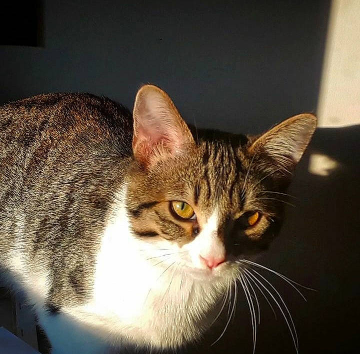 Yumi a rejoint le concours — aidez-le/la à gagner de superbes lots ! carnivore, cat, domestic_short_haired_cat, eye, felidae, fur, head, paw, small_to_medium_sized_cats, snout, terrestrial_animal, whiskers, wildlife, window