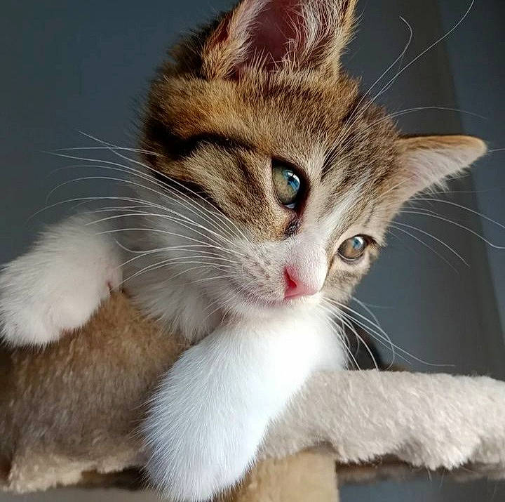 Yumi participe au concours pour gagner de l'argent avec cette photo : carnivore, cat, claw, domestic_short_haired_cat, felidae, fur, paw, small_to_medium_sized_cats, snout, tail, whiskers