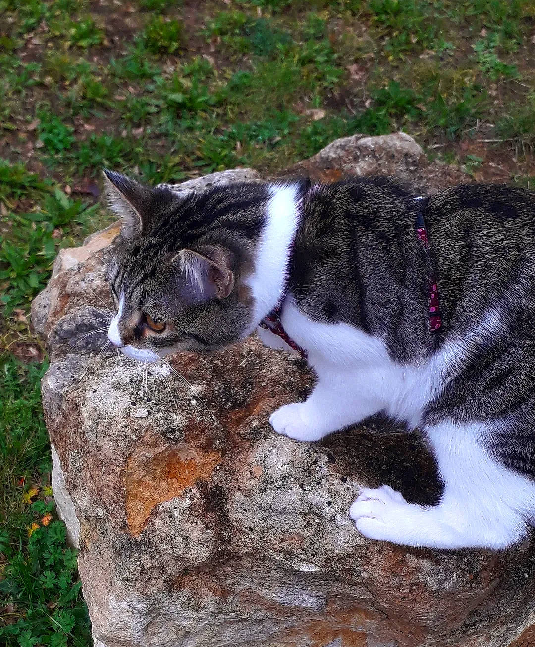 Yumi a rejoint le concours — aidez-le/la à gagner de superbes lots ! bedrock, carnivore, cat, domestic_short_haired_cat, fawn, felidae, fur, grass, groundcover, mammal, plant, small_to_medium_sized_cats, snout, tail, terrestrial_animal, tree, trunk, vertebrate, whiskers, wood