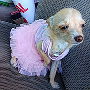 Mckenzie joined the competition — help win amazing prizes! dog, small_dog, tutu, pink, clothing, car_seat, cup, straw, beverage, fabric, pet, animal, cute, texture, seatbelt_buckle, indoor, close_up, portrait, resting, costume
