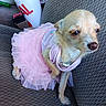 dog, small_dog, tutu, pink, clothing, car_seat, cup, straw, beverage, fabric, pet, animal, cute, texture, seatbelt_buckle, indoor, close_up, portrait, resting, costume