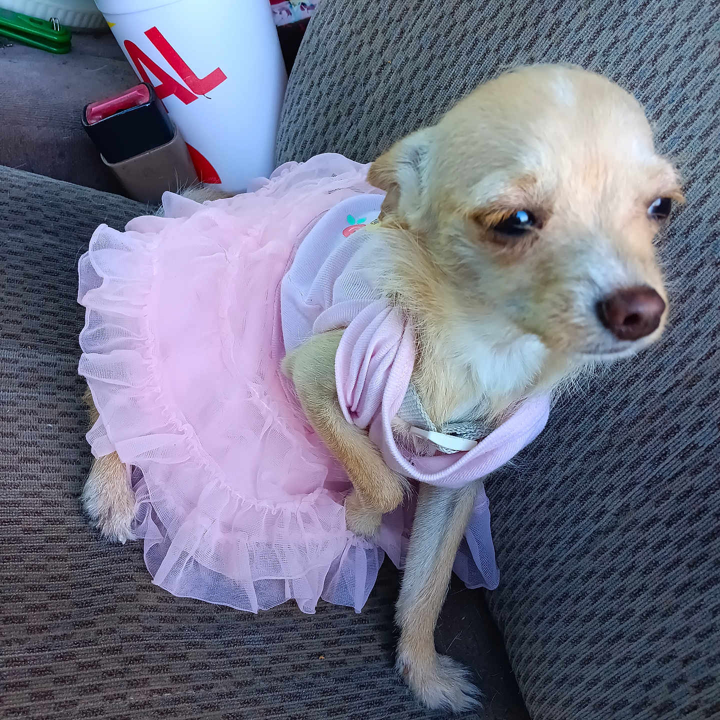 Mckenzie joined the competition — help win amazing prizes! dog, small_dog, tutu, pink, clothing, car_seat, cup, straw, beverage, fabric, pet, animal, cute, texture, seatbelt_buckle, indoor, close_up, portrait, resting, costume