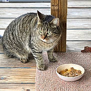Tiger is registered to the contest to win money with this photo: cat, tabby_cat, pet, animal, feline, striped_fur, green_eyes, whiskers, ears, sitting, food_bowl, cat_food, carpet, wooden_floor, wooden_wall, porch, indoor, outdoor, portrait, domestic_animal