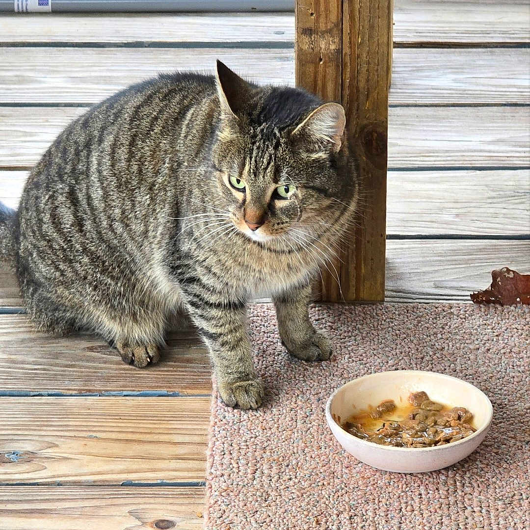 Tiger is registered to the contest to win money with this photo: cat, tabby_cat, pet, animal, feline, striped_fur, green_eyes, whiskers, ears, sitting, food_bowl, cat_food, carpet, wooden_floor, wooden_wall, porch, indoor, outdoor, portrait, domestic_animal