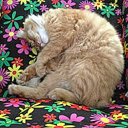 Simba joined the competition — help win amazing prizes! cat, ginger_cat, white_cat, sleeping, curled_up, fluffy, fur, animal, pet, chair, floral_pattern, colorful, indoor, resting, peaceful, cute, photograph, phone_screenshot, gallery_interface, home_decor