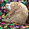 cat, ginger_cat, white_cat, sleeping, curled_up, fluffy, fur, animal, pet, chair, floral_pattern, colorful, indoor, resting, peaceful, cute, photograph, phone_screenshot, gallery_interface, home_decor