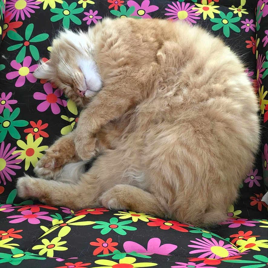 Simba