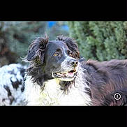 Naila participe au concours pour gagner de l'argent avec cette photo : dog, black_and_white, fluffy, outdoor, nature, pet, animal, fur, canine, portrait, greenery, background_blur, looking_away, ears, muzzle, happy, friendly, medium_sized, domestic_animal, daylight