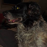 Naila participe au concours pour gagner de l'argent avec cette photo : animal, bed, black_and_white, blanket, canine, companion, curly_fur, dark_background, dog, domestic, flash_reflection, fur_texture, indoor, mouth_open, pet, profile, side_view, sitting, stripe_pattern, teeth
