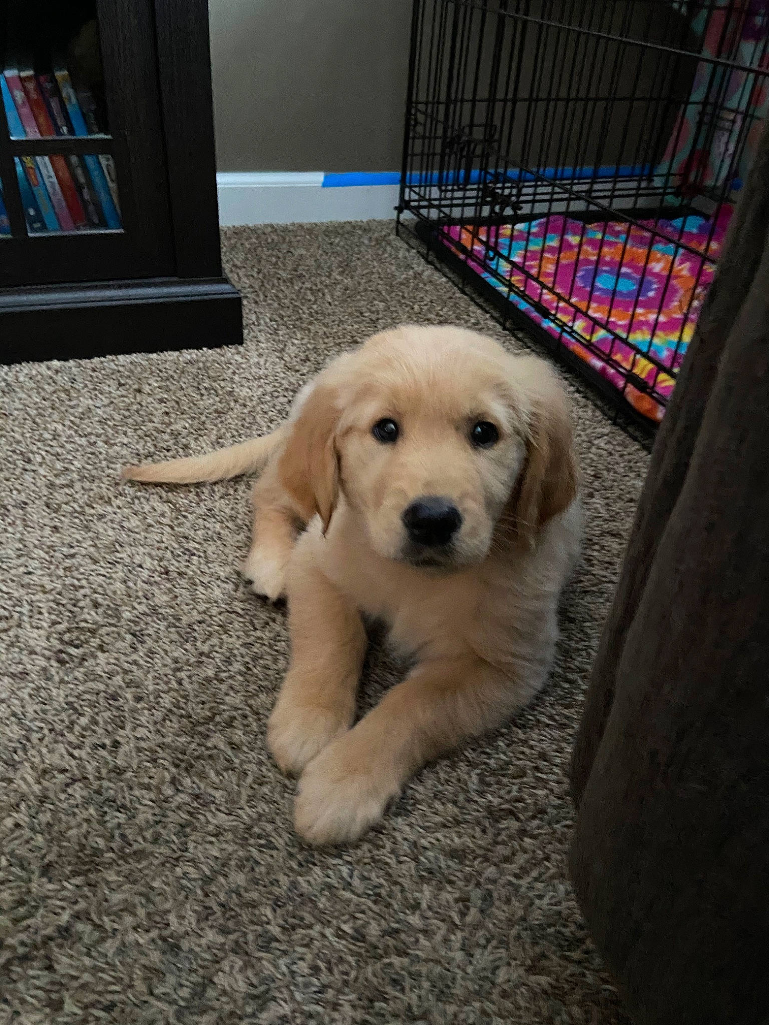 Dakota joined the competition — help win amazing prizes! beagador, canidae, carnivore, companion_dog, dog, dog_breed, fawn, golden_retriever, goldendoodle, labrador_retriever, mammal, maremma_sheepdog, puppy, retriever, sporting_group, vertebrate