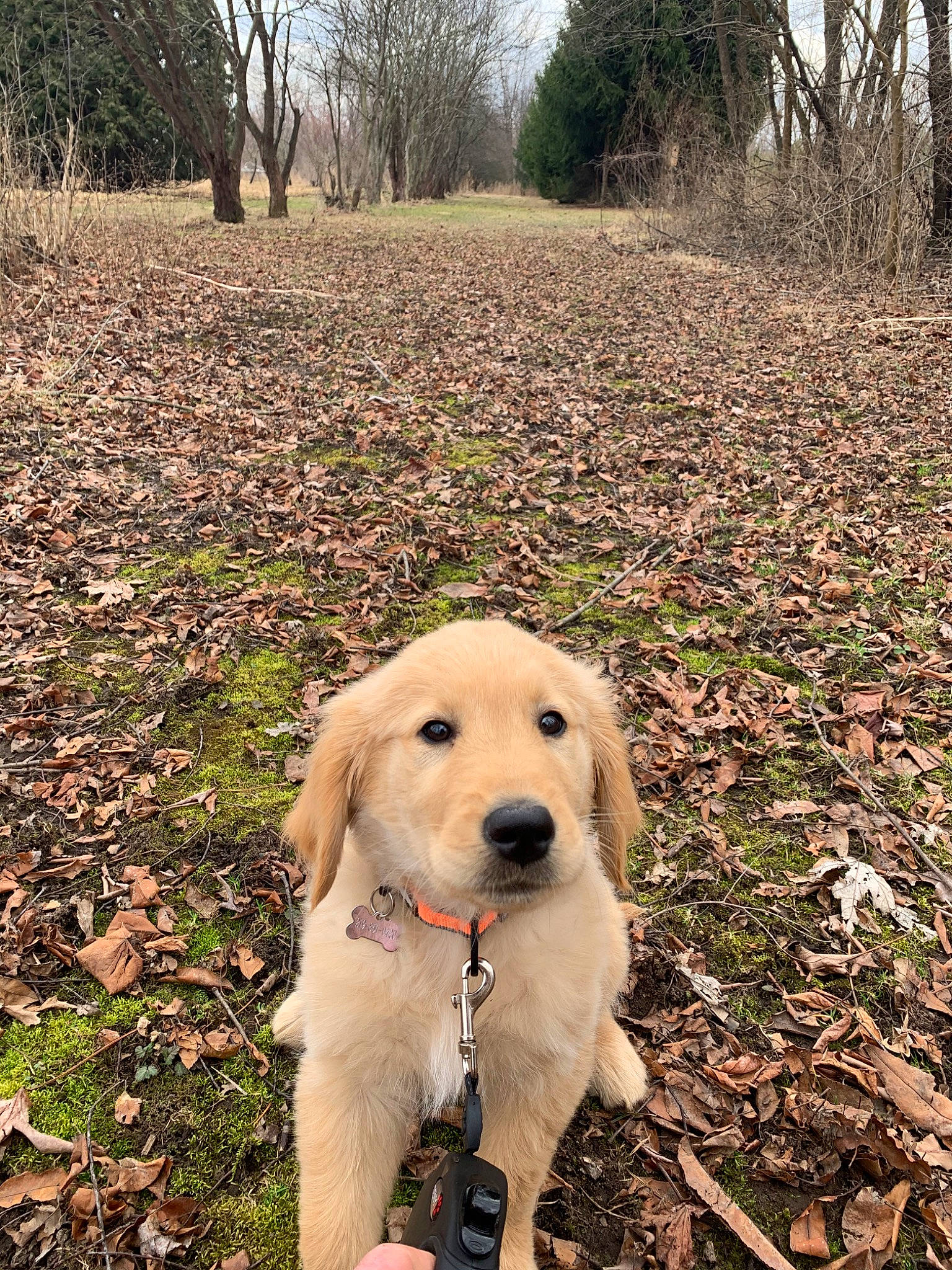Dakota joined the competition — help win amazing prizes! adventure, canidae, carnivore, companion_dog, dog, dog_breed, fawn, field_trial, golden_retriever, labrador_retriever, leaf, mammal, plant, puppy, retriever, snout, soil, sporting_group, tree, yellow