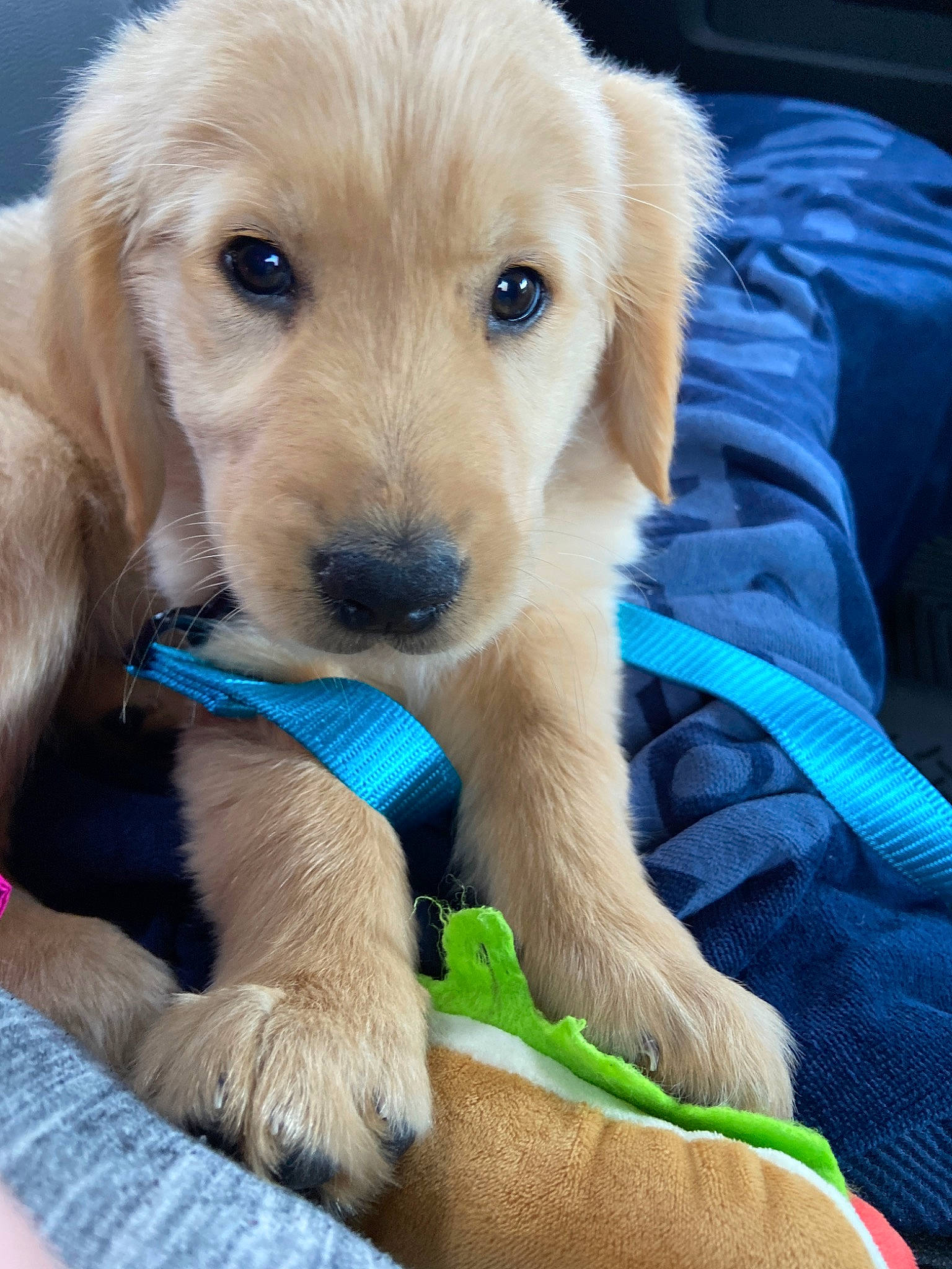 Dakota joined the competition — help win amazing prizes! beagador, canidae, carnivore, companion_dog, dog, dog_breed, fawn, flat_coated_retriever, golden_retriever, hovawart, labrador_retriever, mammal, puppy, rare_breed_dog, retriever, small_greek_domestic_dog, snout, sporting_group, vertebrate