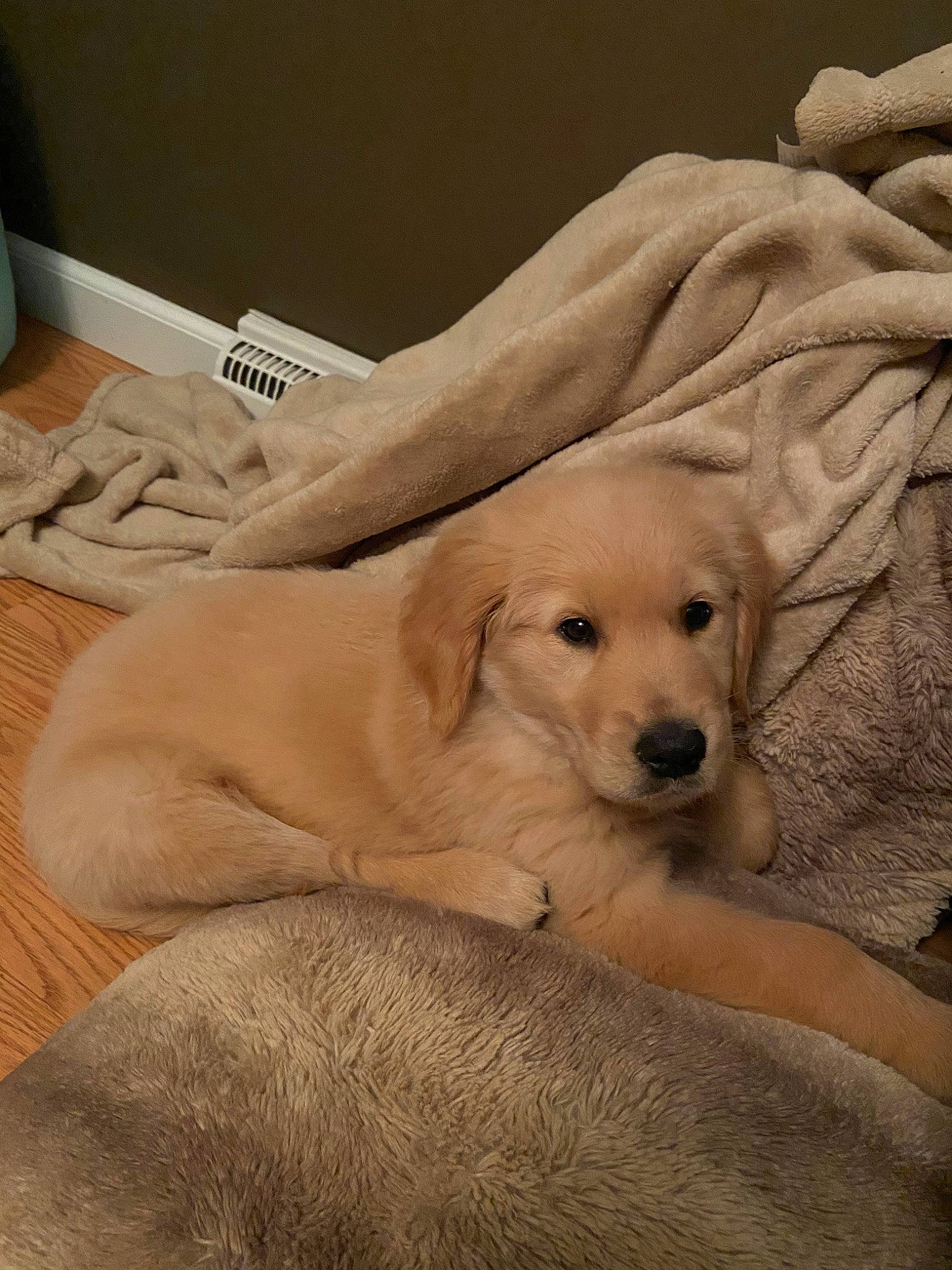 Dakota is registered to the contest to win money with this photo: akbash_dog, beagador, canidae, carnivore, companion_dog, dog, dog_breed, fawn, golden_retriever, labrador_retriever, mammal, puppy, puppy_love, retriever, sporting_group, vertebrate