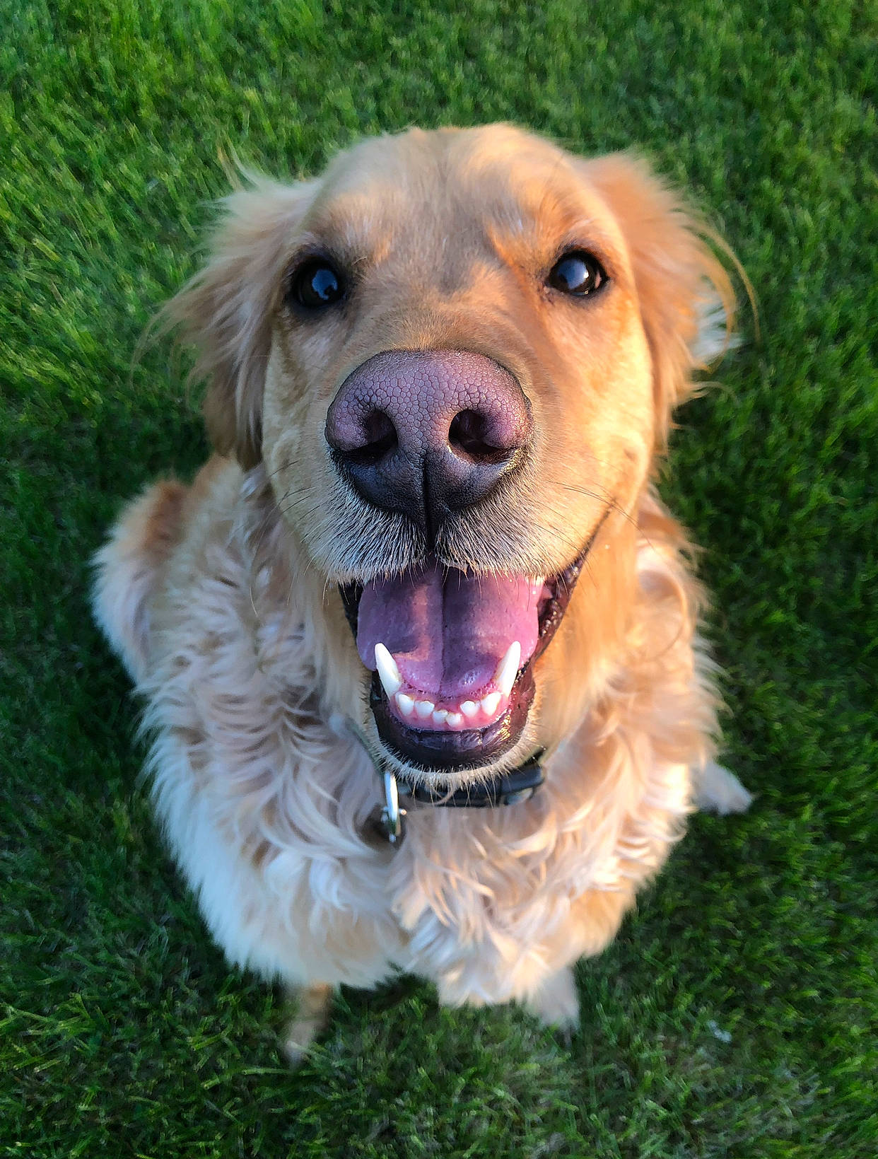 Stella joined the competition — help win amazing prizes! basque_shepherd_dog, canidae, carnivore, companion_dog, dog, dog_breed, fawn, golden_retriever, grass, hovawart, labrador_retriever, mammal, nose, rare_breed_dog, retriever, snout, sporting_group, tongue, vertebrate, whiskers