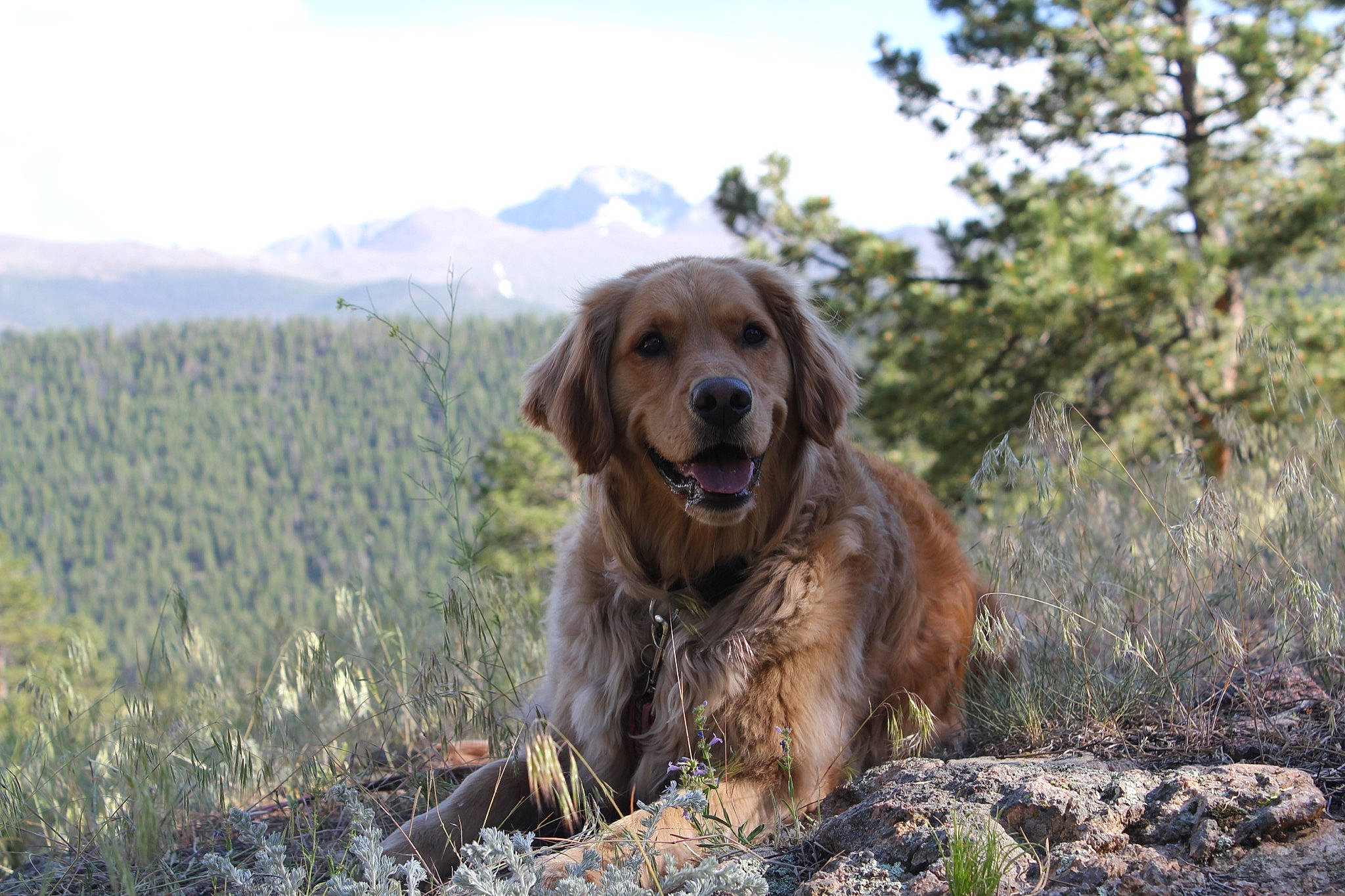 Stella is registered to the contest to win money with this photo: canidae, carnivore, cocker_spaniel, companion_dog, dog, dog_breed, english_cocker_spaniel, field_spaniel, german_spaniel, golden_retriever, hunting_dog, mammal, rare_breed_dog, retriever, russian_spaniel, setter, spaniel, sporting_group, styrian_coarse_haired_hound, vertebrate