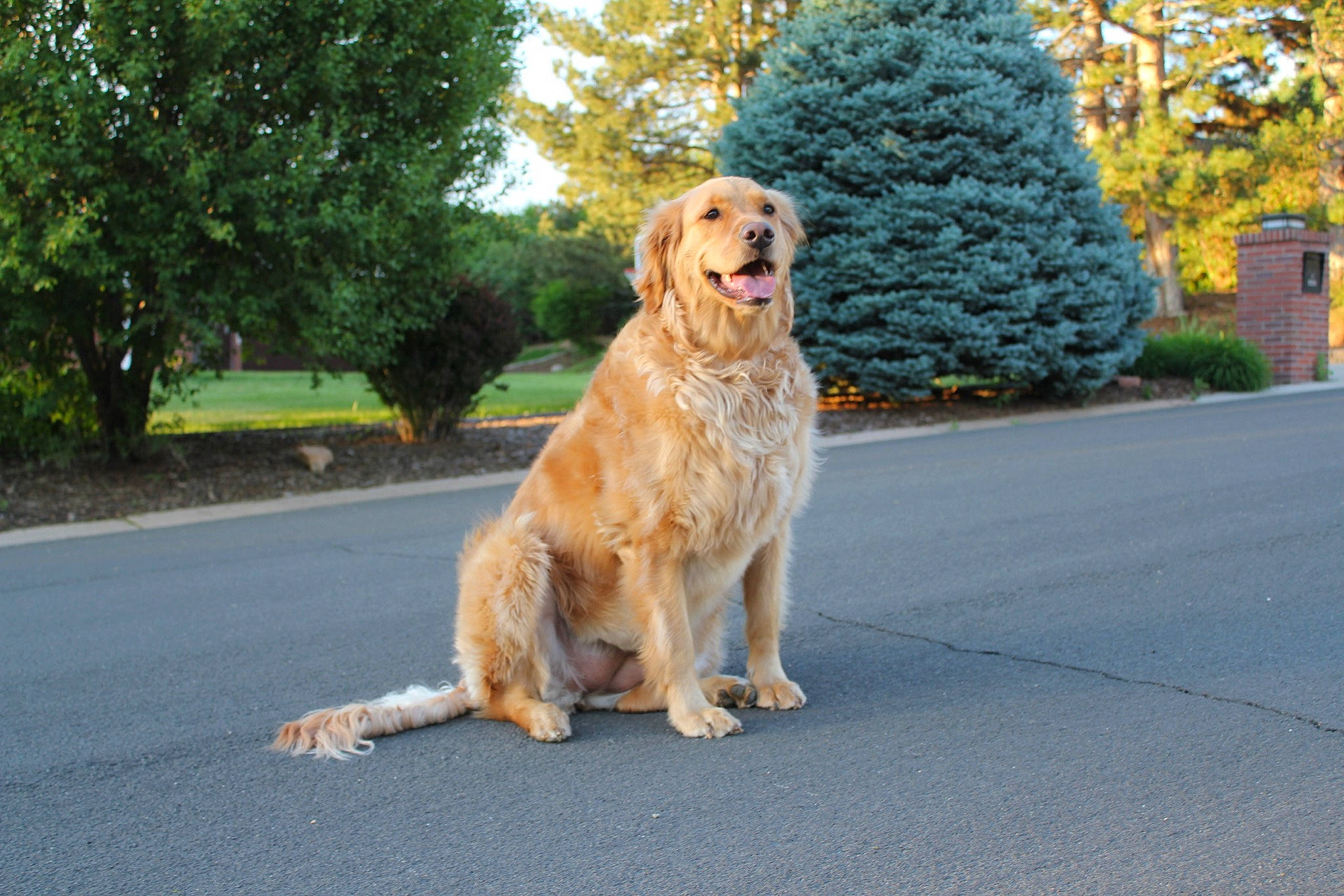 Stella joined the competition — help win amazing prizes! basset_fauve_de_bretagne, canidae, carnivore, companion_dog, dog, dog_breed, fawn, golden_retriever, hovawart, mammal, nova_scotia_duck_tolling_retriever, rare_breed_dog, retriever, sporting_group, tree, vertebrate