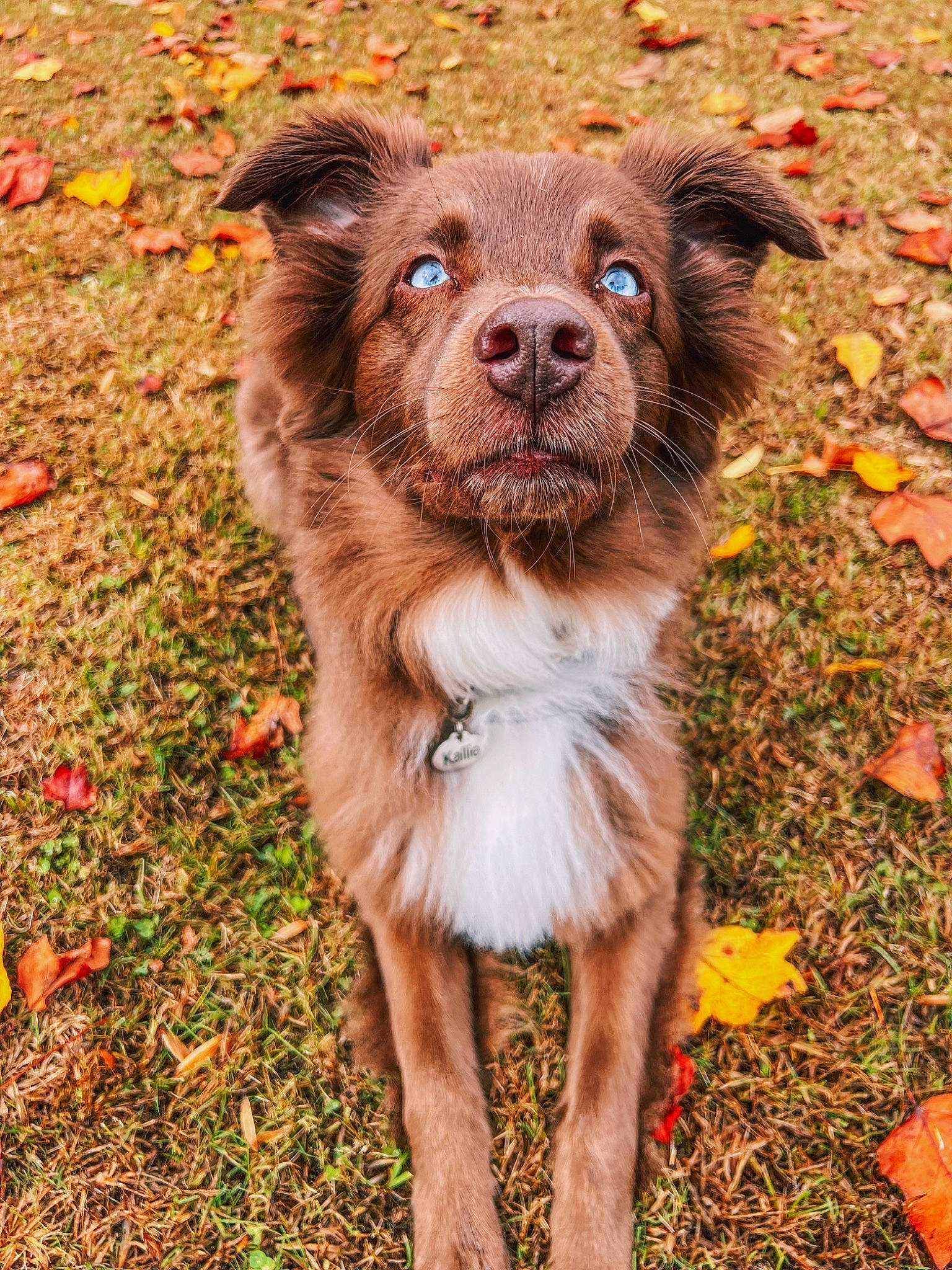 Kallie is registered to the contest to win money with this photo: autumn, canidae, carnivore, collar, companion_dog, dog, dog_breed, dog_collar, fawn, fur, grass, liver, plant, snout, soil, sporting_group, terrestrial_animal, tree, whiskers, working_animal