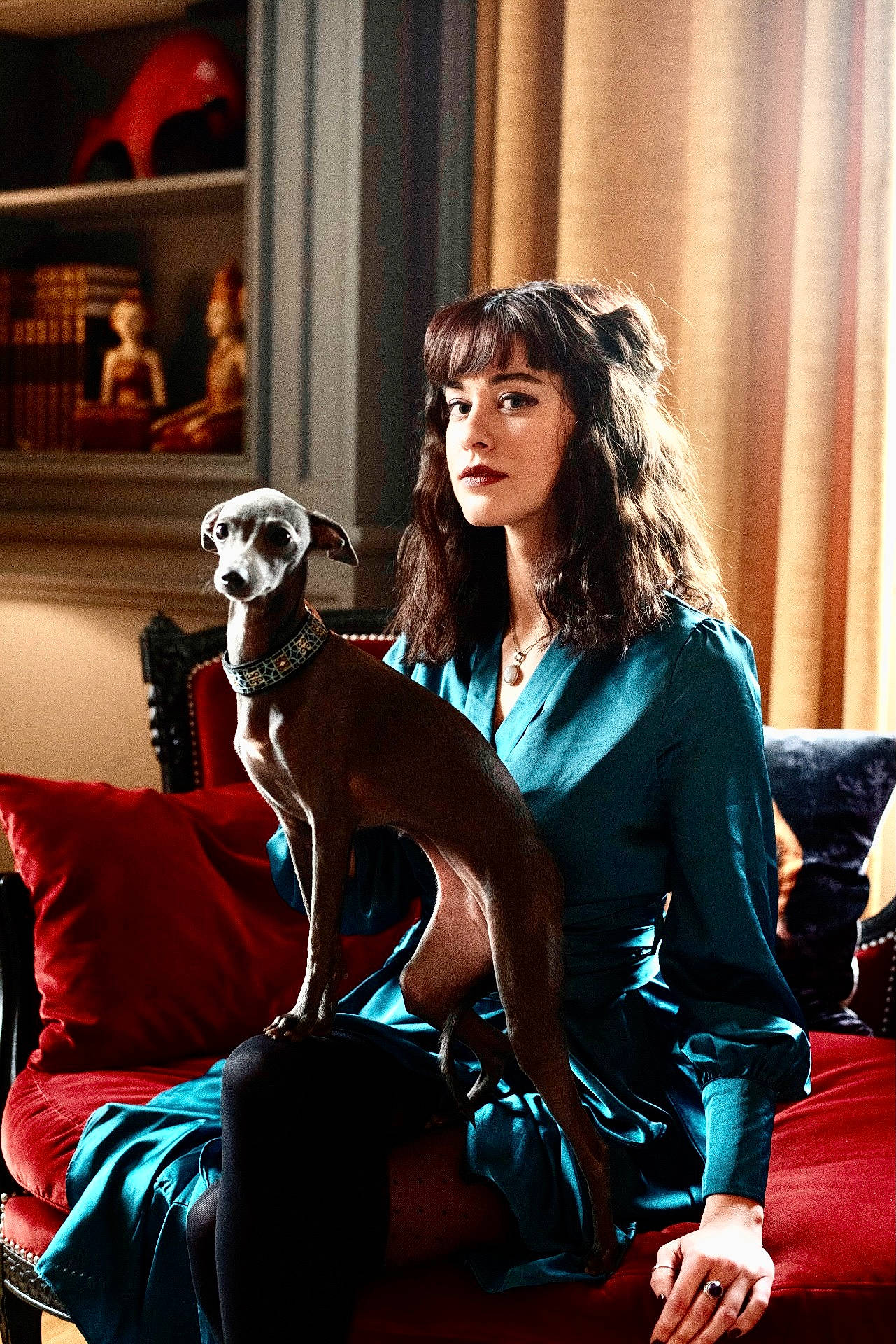 Rita Mota. Et Hermione a rejoint le concours — aidez-le/la à gagner de superbes lots ! canidae, carnivore, companion_dog, couch, curtain, dog, dog_breed, dog_supply, fur, interior_design, lamp, living_room, long_hair, shelf, shelving, sporting_group, toy, toy_dog, whippet, working_animal