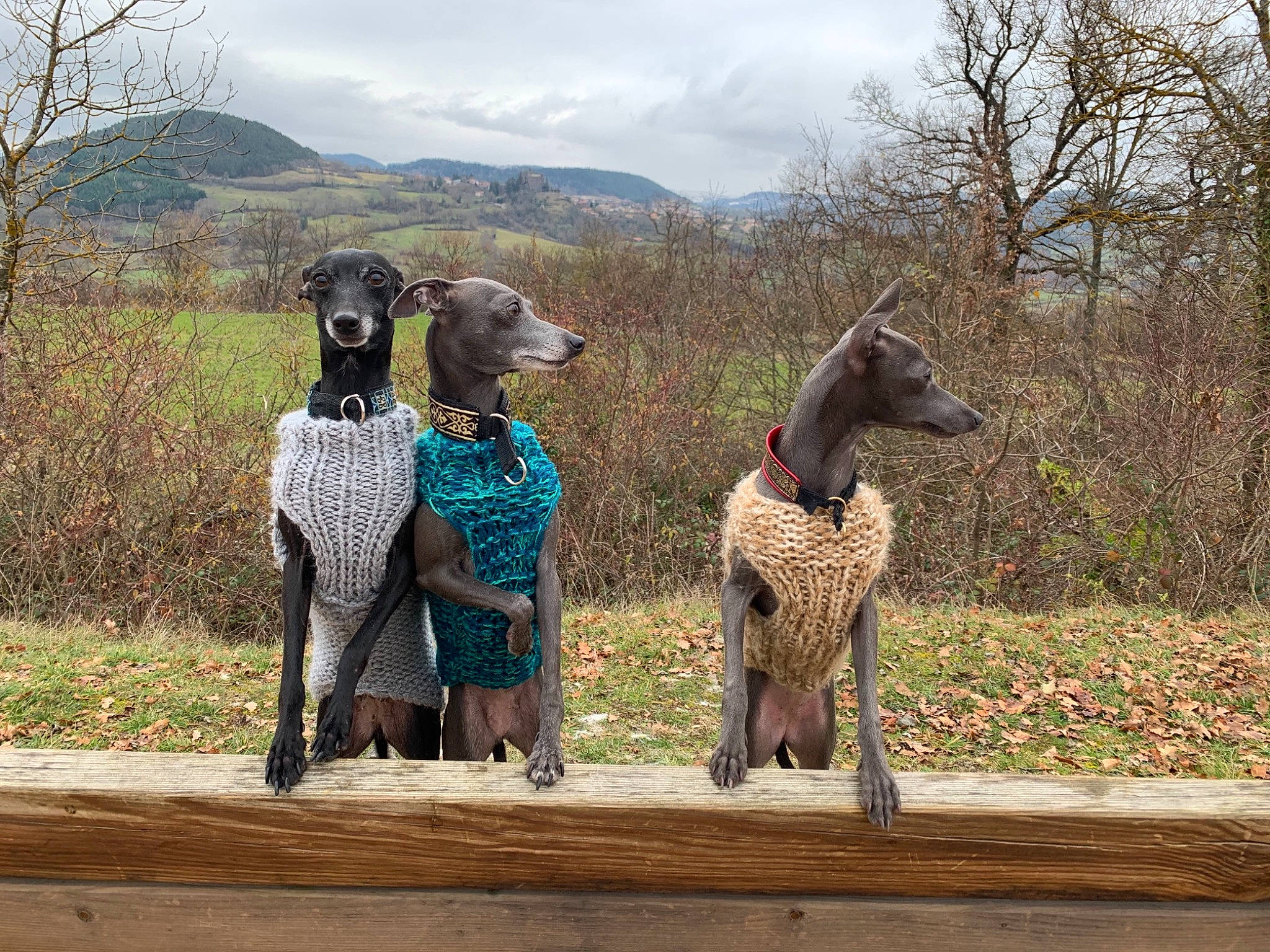 Rita Mota. Et Hermione a rejoint le concours — aidez-le/la à gagner de superbes lots ! canidae, carnivore, companion_dog, dog, dog_breed, dog_supply, fawn, pattern, pet_supply, sighthound, sporting_group, woodland, working_animal