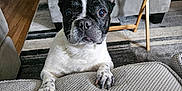 Stella is registered to the contest to win money with this photo: animal, black_and_white, carpet, couch, cozy, curious, dog, ears, eyes, face, french_bulldog, furniture, home, indoor, living_room, paw, pet, resting, table, wood_floor