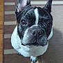 Stella joined the competition — help win amazing prizes! animal, black_and_white, canine, carpet, companion, cute, dog, domestic_animal, ears, eyes, face, french_bulldog, fur, indoor, looking_up, mammal, nose, pet, portrait, sitting