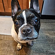 Stella is registered to the contest to win money with this photo: animal, black_and_white, canine, close_up, companion, curious, dog, domestic, ears, floor, french_bulldog, fur, house, indoor, kitchen, looking, paw, pet, snout, wooden_floor