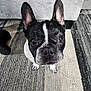 Stella joined the competition — help win amazing prizes! animal, black_and_white, canine, carpet, close_up, companion, curious, cute, dog, ears_up, floor, french_bulldog, furniture, home, indoor, one_eye, pet, portrait, rug, small_dog