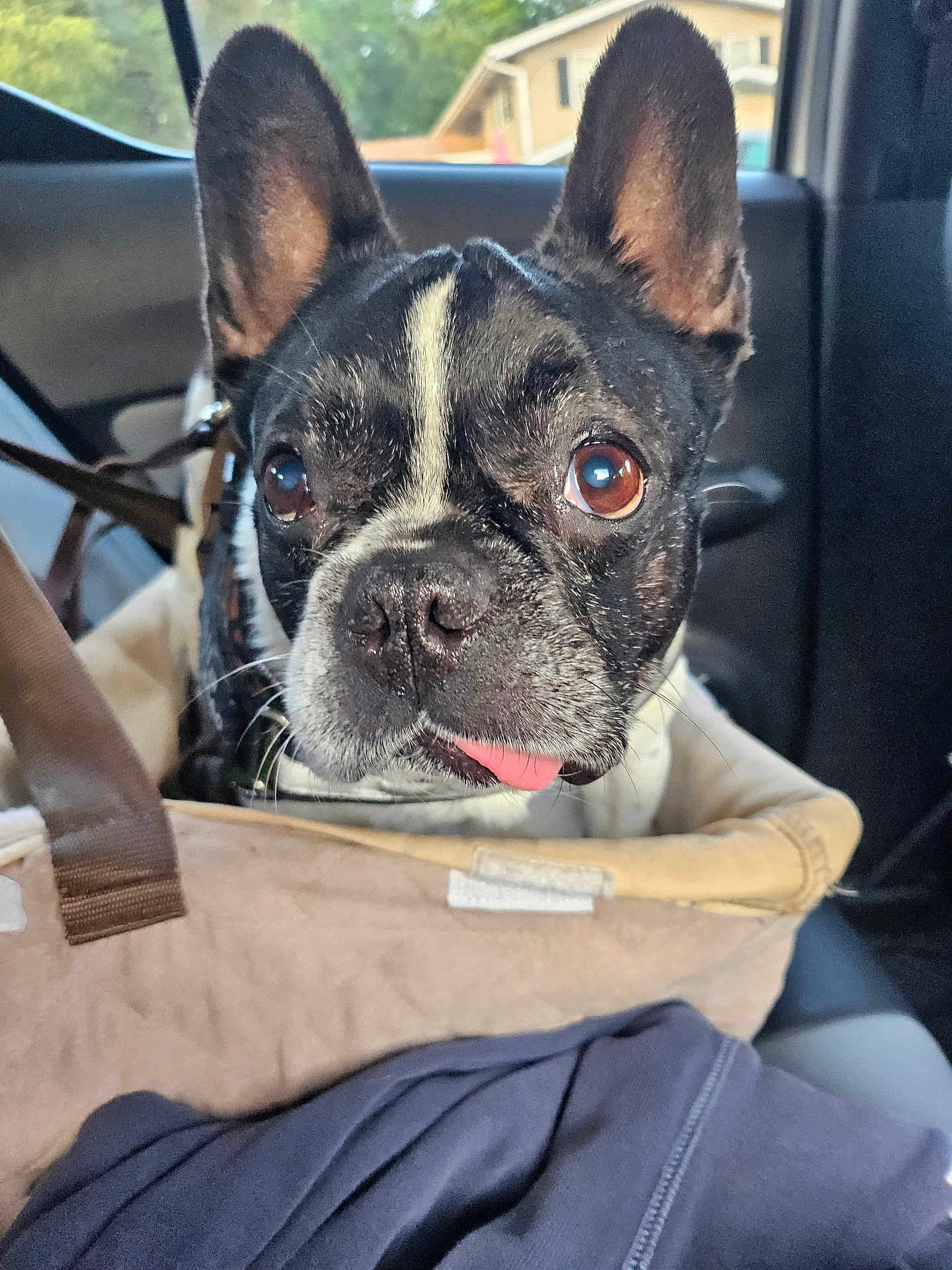 Stella joined the competition — help win amazing prizes! animal, black_and_white, brown_eyes, car_interior, carrier, close_up, companion, curious, cute, dog, ears, french_bulldog, fur, indoors, leash, pet, seat, seatbelt, tongue_out, window