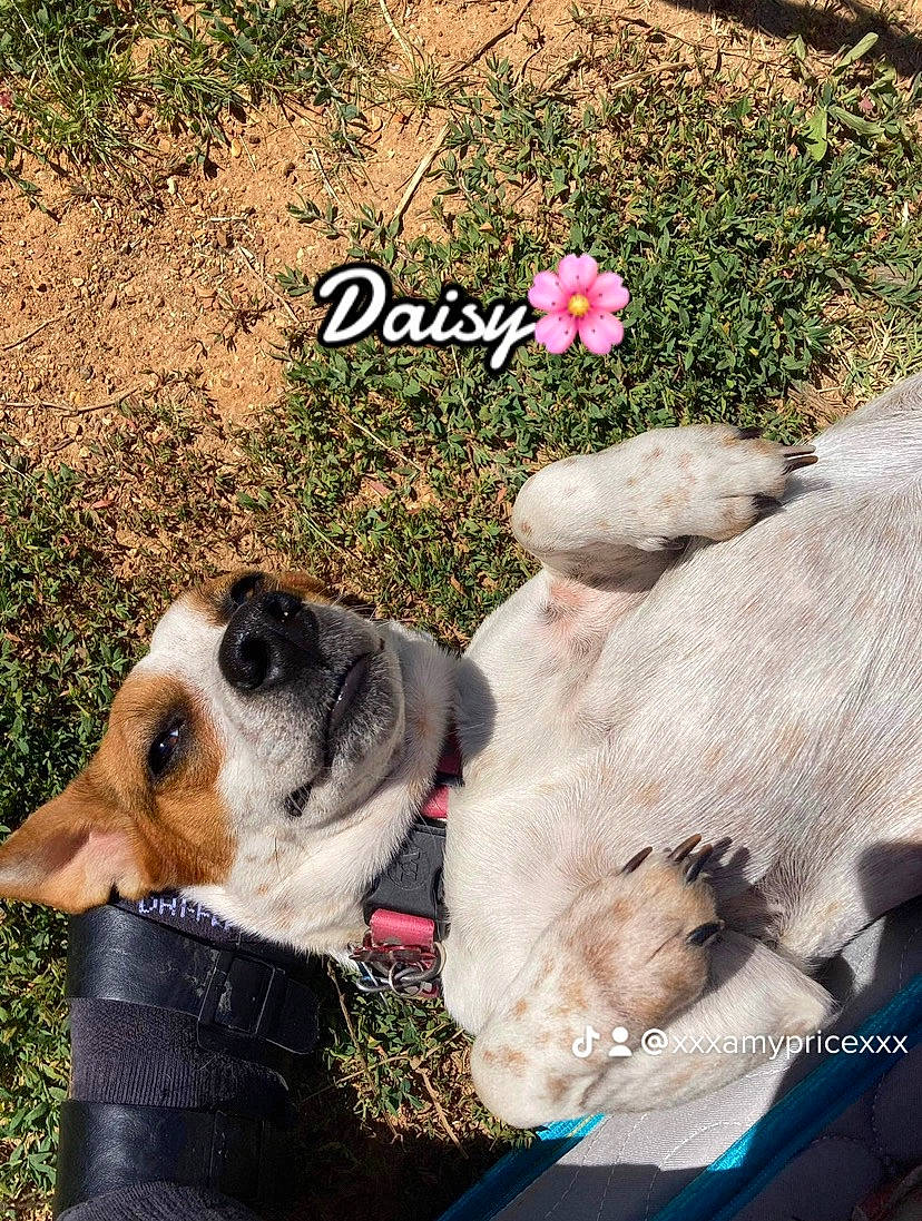 Daisy May