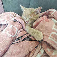 Titou participe au concours pour gagner de l'argent avec cette photo : cat, kitten, sleeping, blanket, pink_blanket, cozy, feline, pet, indoor, nap, fur, cute, relaxing, comfort, soft, paw, resting, home, animal, couch