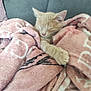 cat, kitten, sleeping, blanket, pink_blanket, cozy, feline, pet, indoor, nap, fur, cute, relaxing, comfort, soft, paw, resting, home, animal, couch