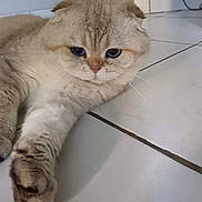 Blanco participe au concours pour gagner de l'argent avec cette photo : cat, blue_eyes, fluffy, indoor, tile_floor, stretching, paw, curious, sleepy, cute, pet, animal, feline, close_up, whiskers, soft_fur, domestic_cat, relaxed, home, floor
