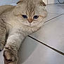cat, blue_eyes, fluffy, indoor, tile_floor, stretching, paw, curious, sleepy, cute, pet, animal, feline, close_up, whiskers, soft_fur, domestic_cat, relaxed, home, floor