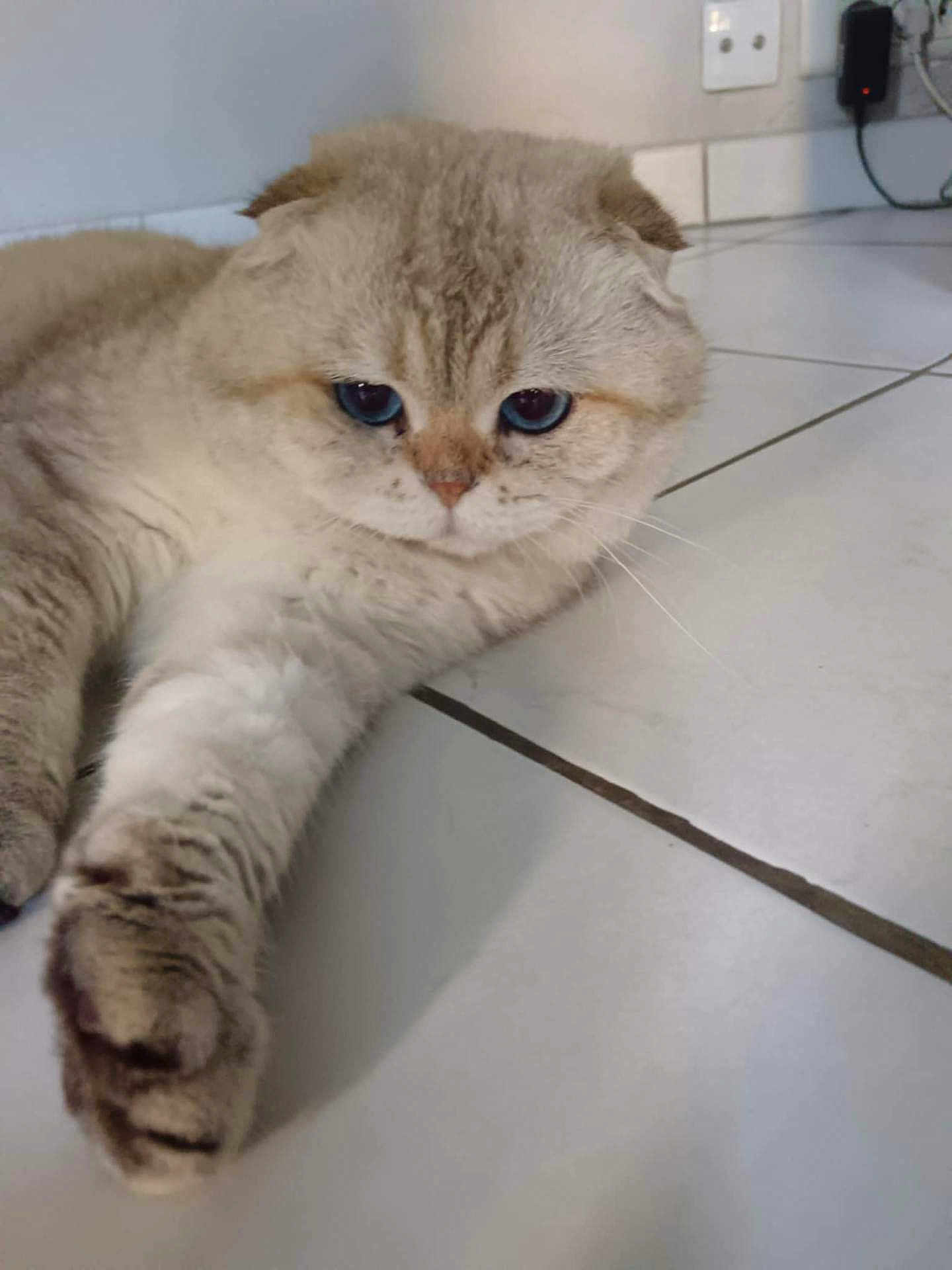 Blanco