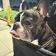 Kaiju is registered to the contest to win money with this photo: dog, french_bulldog, pet, animal, tongue_out, night, outdoor, sidewalk, tree, greenery, leash, close_up, canine, portrait, cute, brindle, carrier_bag, urban, street, nighttime
