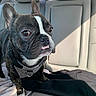 Kaiju joined the competition — help win amazing prizes! dog, french_bulldog, brindle, pet, car_interior, backseat, leather_seat, collar, alert, cute, animal, canine, domestic_animal, seatbelt, sunlight, portrait, closeup, whiskers, ears, underbite