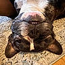 Kaiju joined the competition — help win amazing prizes! dog, upside_down, carpet, pet, animal, playful, relaxed, teeth, ears, fur, closeup, cute, indoor, brown, black, white, face, nose, whiskers, expression