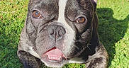 Kaiju joined the competition — help win amazing prizes! dog, french_bulldog, grass, outdoor, pet, animal, ball, playful, sunlight, ears, mouth_open, happy, closeup, canine, toy, daylight, greenery, nature, smiling, paw