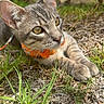 cat, tabby_cat, animal, pet, outdoor, grass, collar, yellow_eyes, stone_wall, nature, feline, close_up, resting, curious, whiskers, ears, paws, sunlight, ground, young_cat