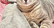 Bobo joined the competition — help win amazing prizes! cat, tabby, pet, animal, feline, closeup, relaxed, towel, blanket, indoor, whiskers, ears, fur, paws, laying, resting, curious, eyes, face, portrait